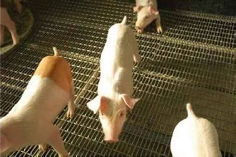 不锈钢轧花网养猪场脚垫室内养羊脚垫不锈钢轧花304