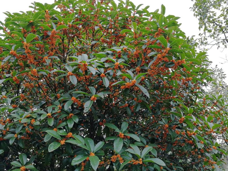 黄金桂花树低价热销欢迎洽谈