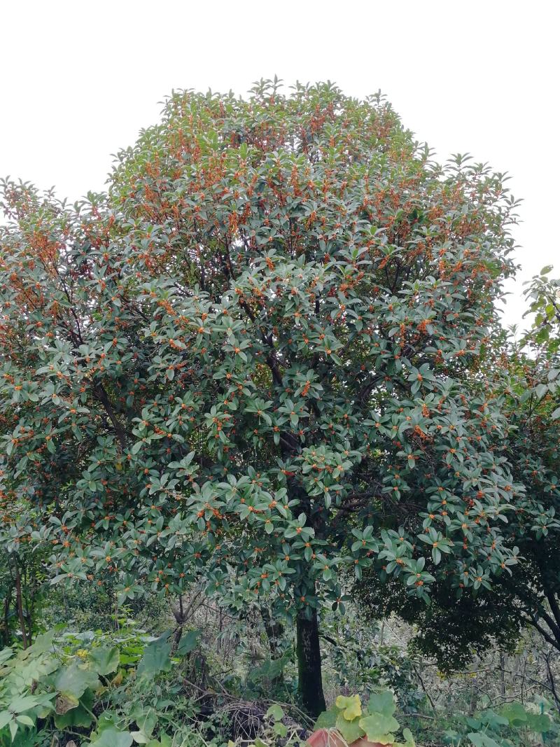 黄金桂花树低价热销欢迎洽谈