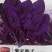 紫色菠菜种子～观赏蔬菜种子新品种适应性强产量高口感好