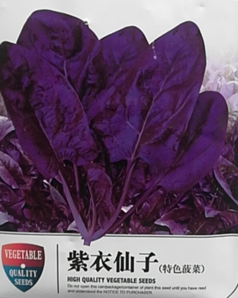 紫色菠菜种子～观赏蔬菜种子新品种适应性强产量高口感好