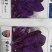 紫色菠菜种子～观赏蔬菜种子新品种适应性强产量高口感好