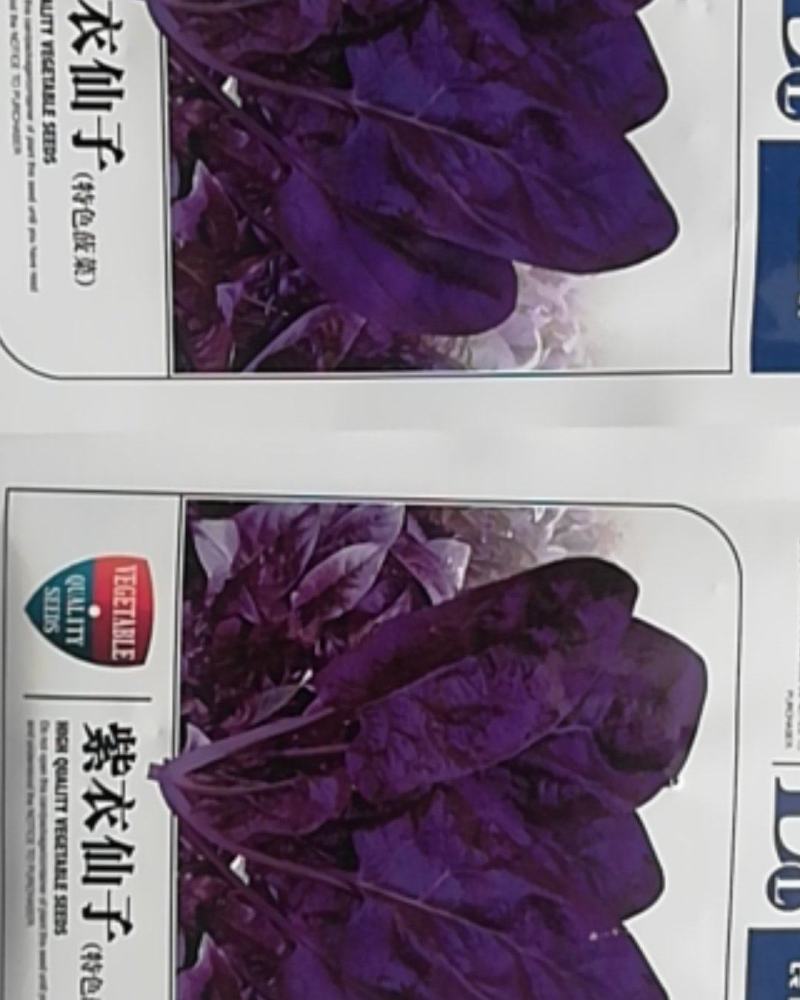 紫色菠菜种子～观赏蔬菜种子新品种适应性强产量高口感好