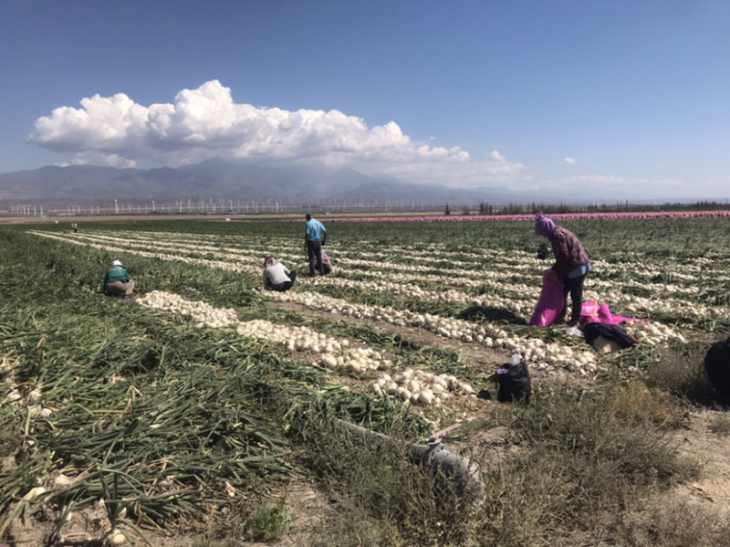 乌鲁木齐的精品白葱、