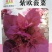 紫色菠菜种子～观赏蔬菜种子新品种适应性强产量高口感好
