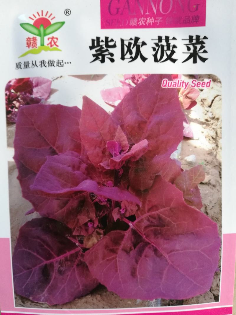 紫色菠菜种子～观赏蔬菜种子新品种适应性强产量高口感好