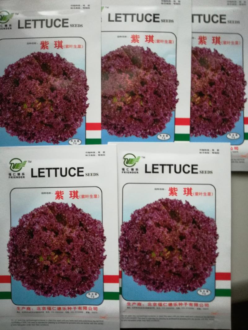 紫色菠菜种子～观赏蔬菜种子新品种适应性强产量高口感好