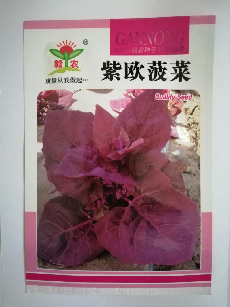 紫色菠菜种子～观赏蔬菜种子新品种适应性强产量高口感好