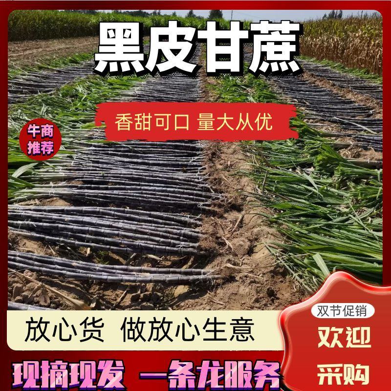 河南商丘优质精品黑皮甘蔗基地直供价格优惠质量保证代发全国