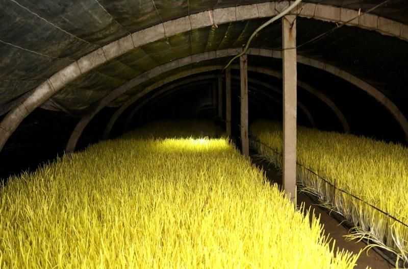 春季大蒜播种现场图,展示农民在田间进行机械播种作业 春季大蒜播种现场图