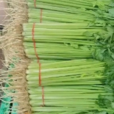 大量供应精品优质山芹