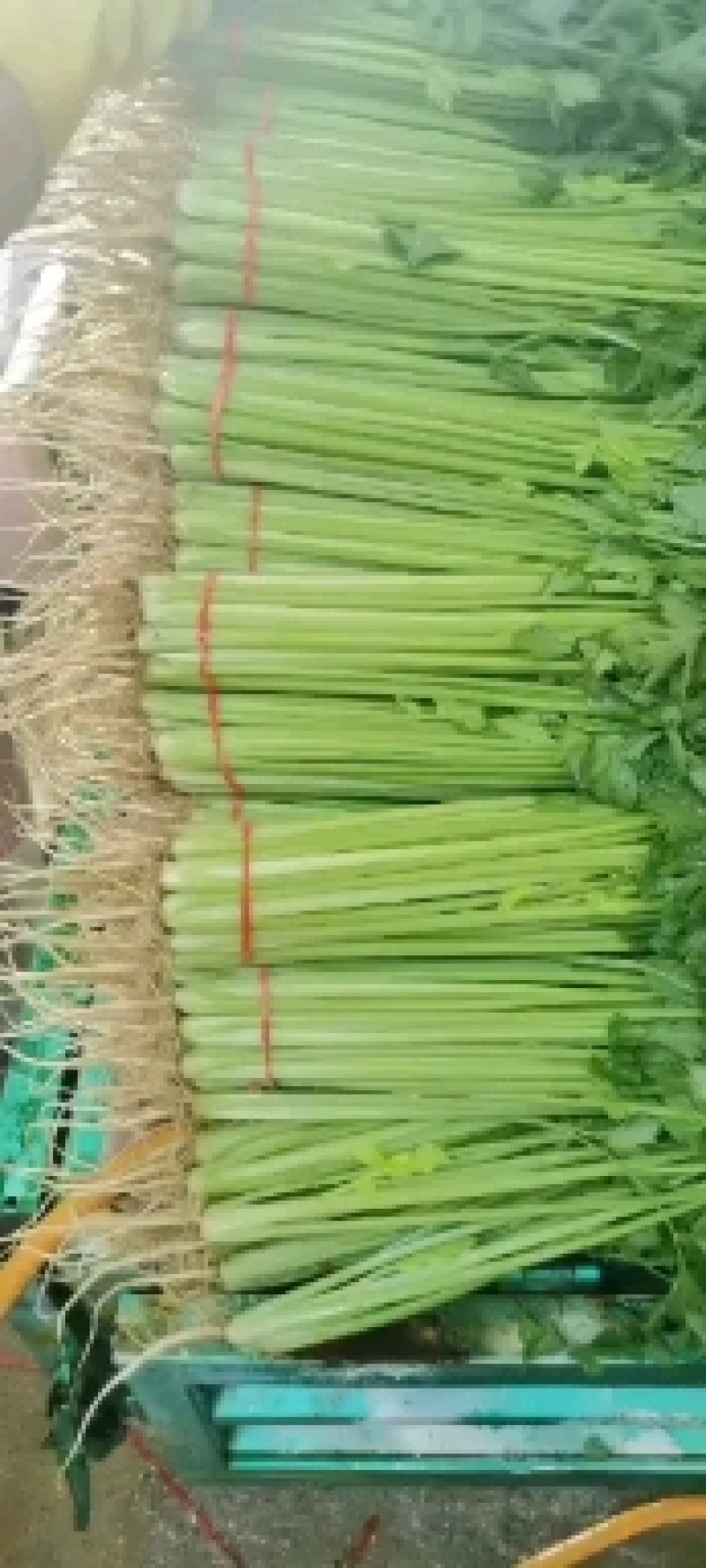 大量供应精品优质山芹