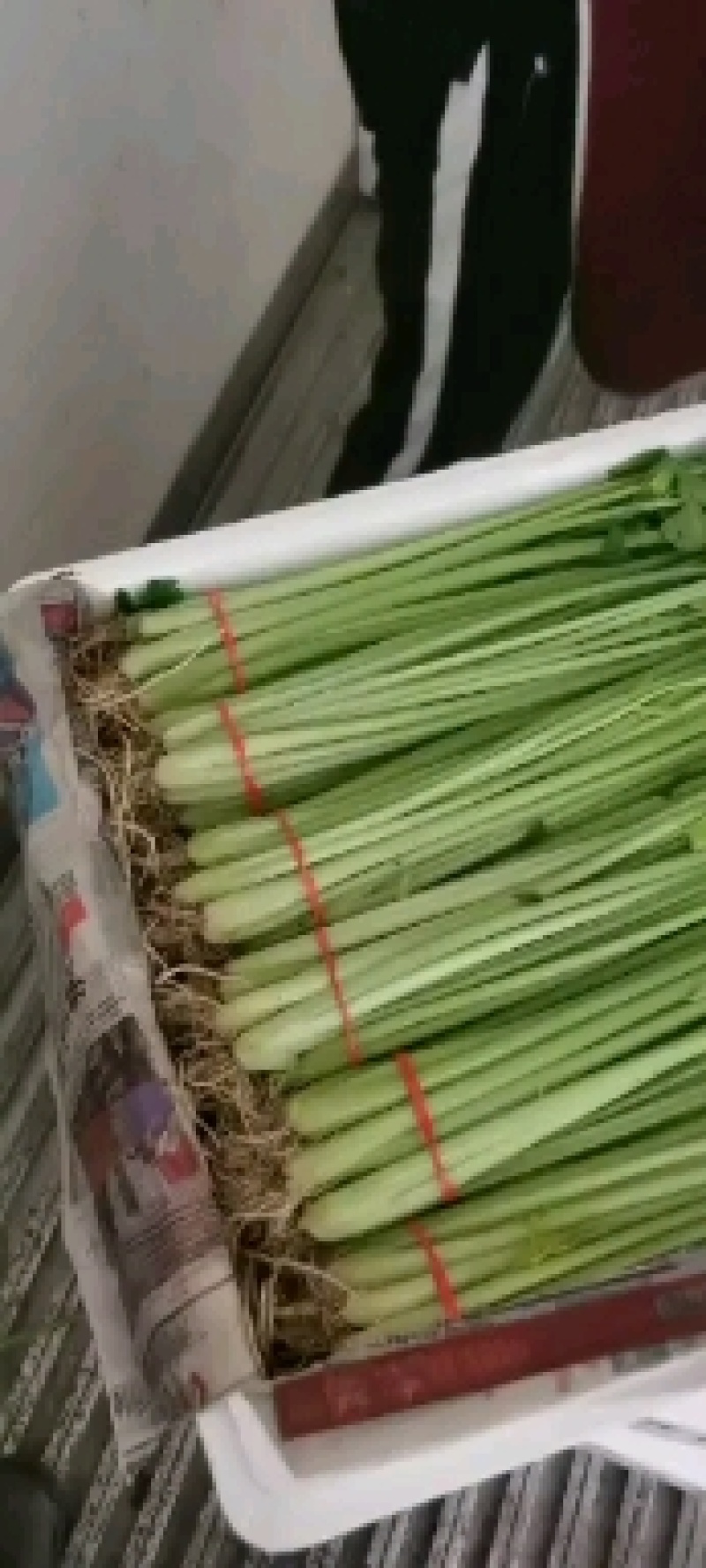 大量供应精品优质山芹
