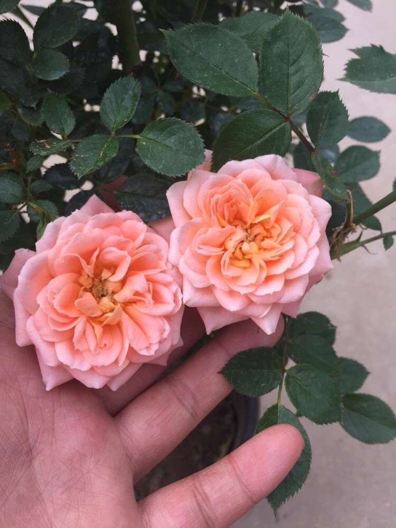 甜梦欧月藤本月季花苗阳台庭院围墙绿植盆栽爬藤花卉四季