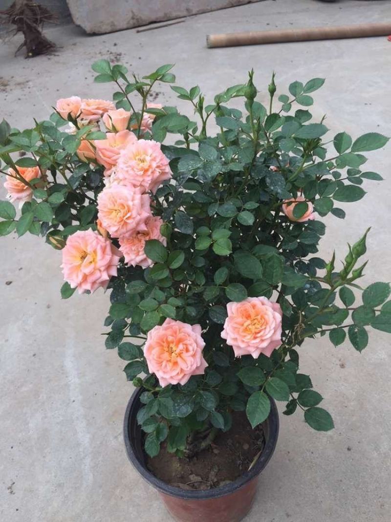 甜梦欧月藤本月季花苗阳台庭院围墙绿植盆栽爬藤花卉四季
