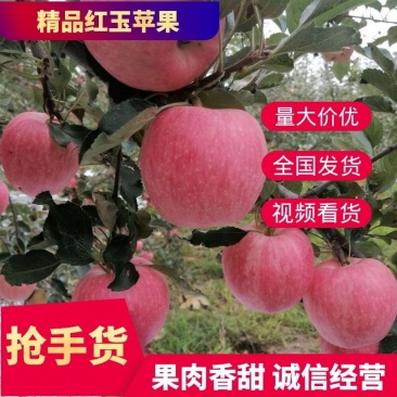 精品苹果开园啦红玉脆苹果一级果果大脆甜果面好
