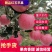 精品苹果开园啦红玉脆苹果一级果果大脆甜果面好