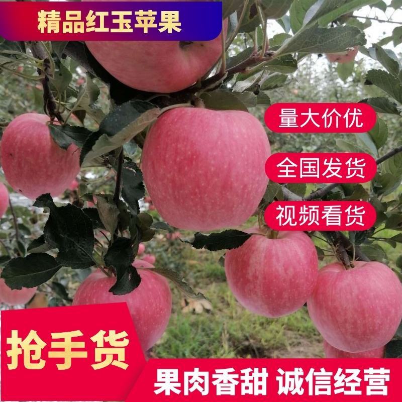 精品苹果开园啦红玉脆苹果一级果果大脆甜果面好