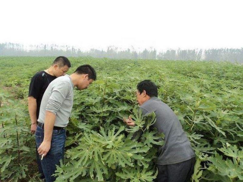 波姬红无花果苗当年结果基地直供现挖现发包成活包技术