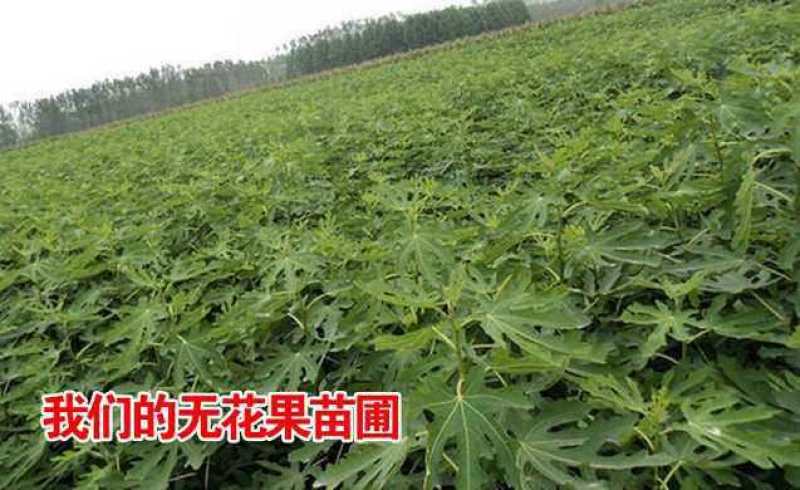 波姬红无花果苗当年结果基地直供现挖现发包成活包技术