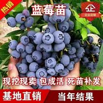 优质蓝莓树苗当年结果包成活包结果提供种植技术
