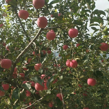 大量代办出售各种苹果