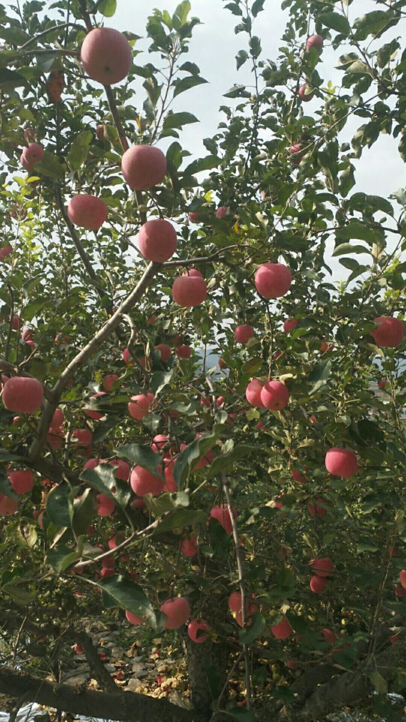 大量代办出售各种苹果