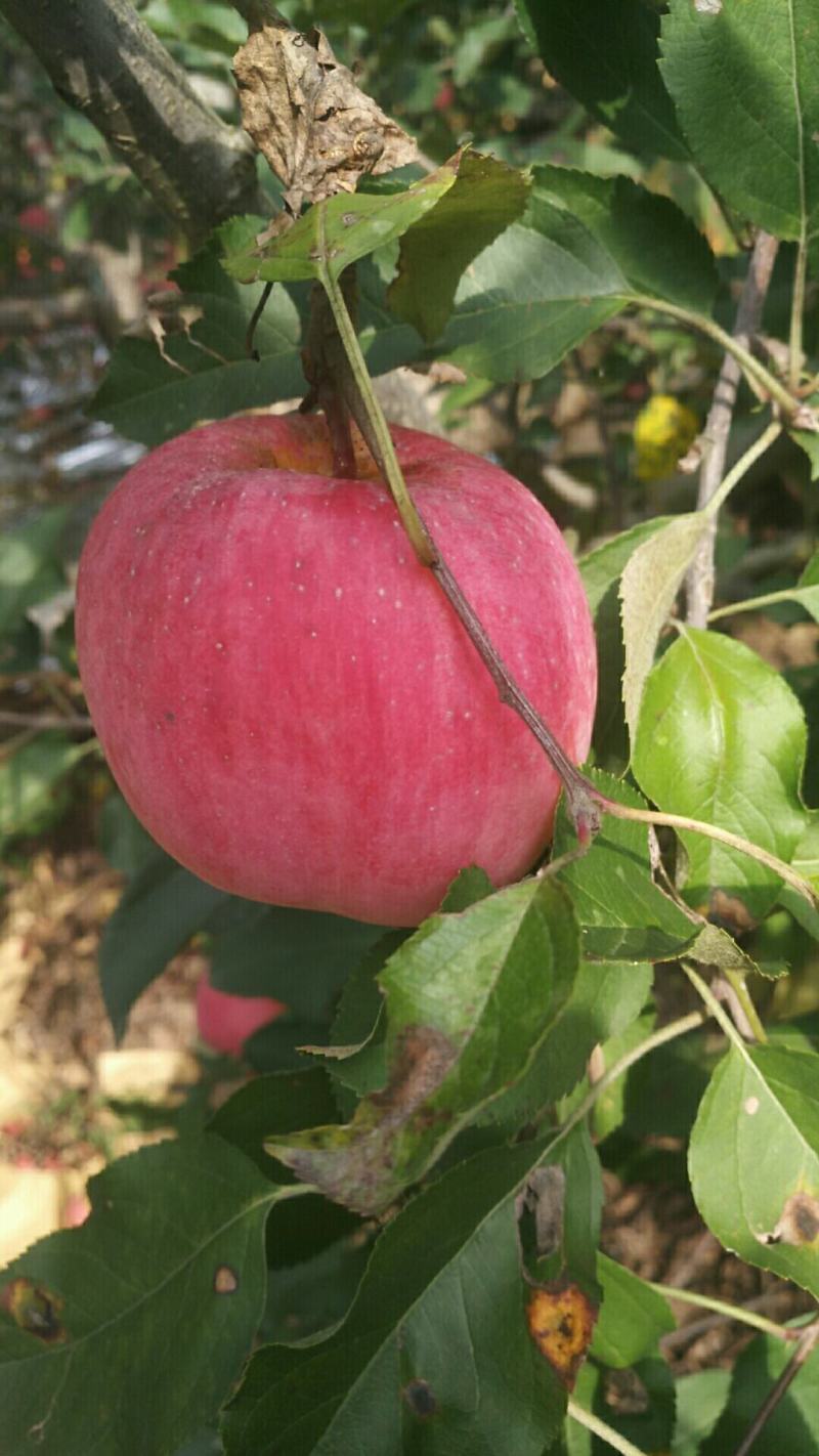 大量代办出售各种苹果