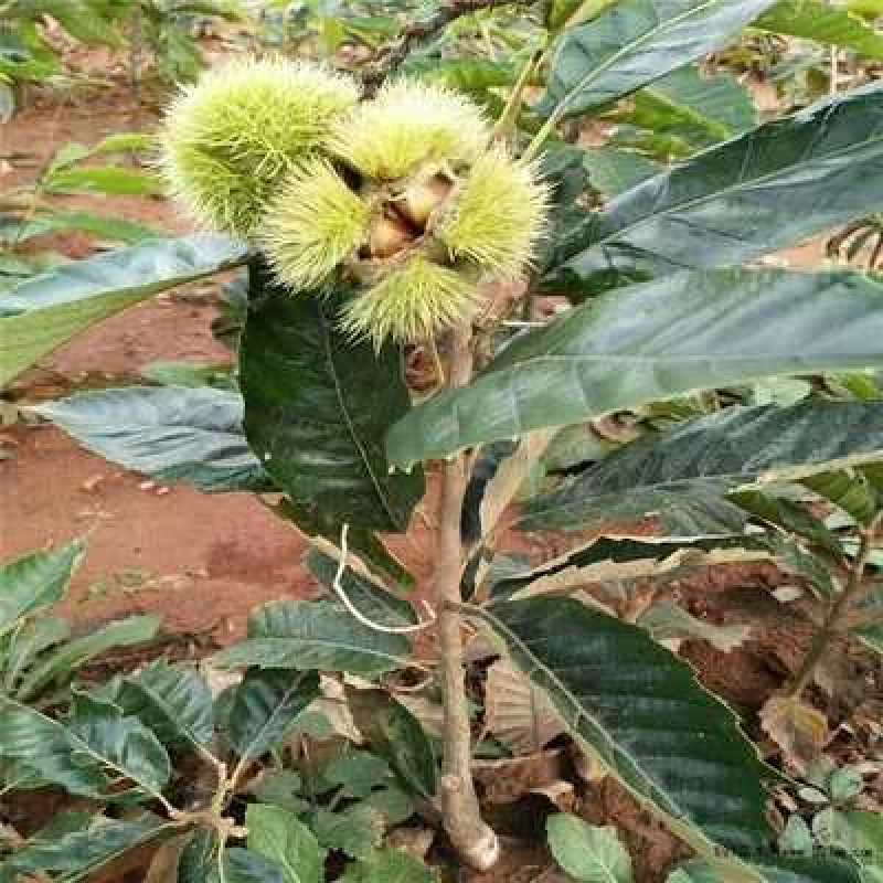 大红袍板栗苗产地直销当年结果包成活提供种植技术