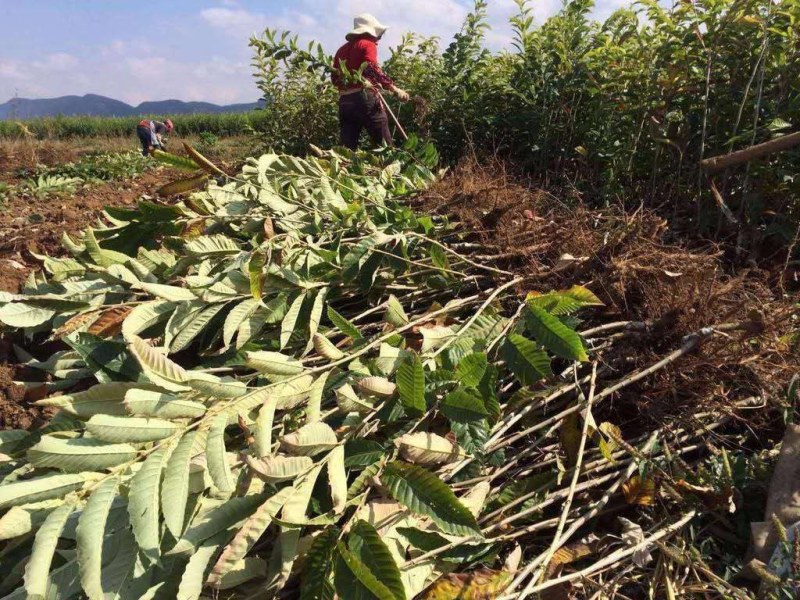 大红袍板栗苗产地直销当年结果包成活提供种植技术