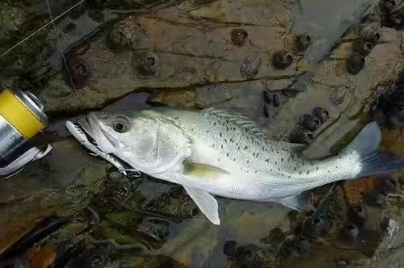淡水鲈鱼苗七星鲈鱼苗海鲈鱼苗海水鲈鱼苗水库池塘