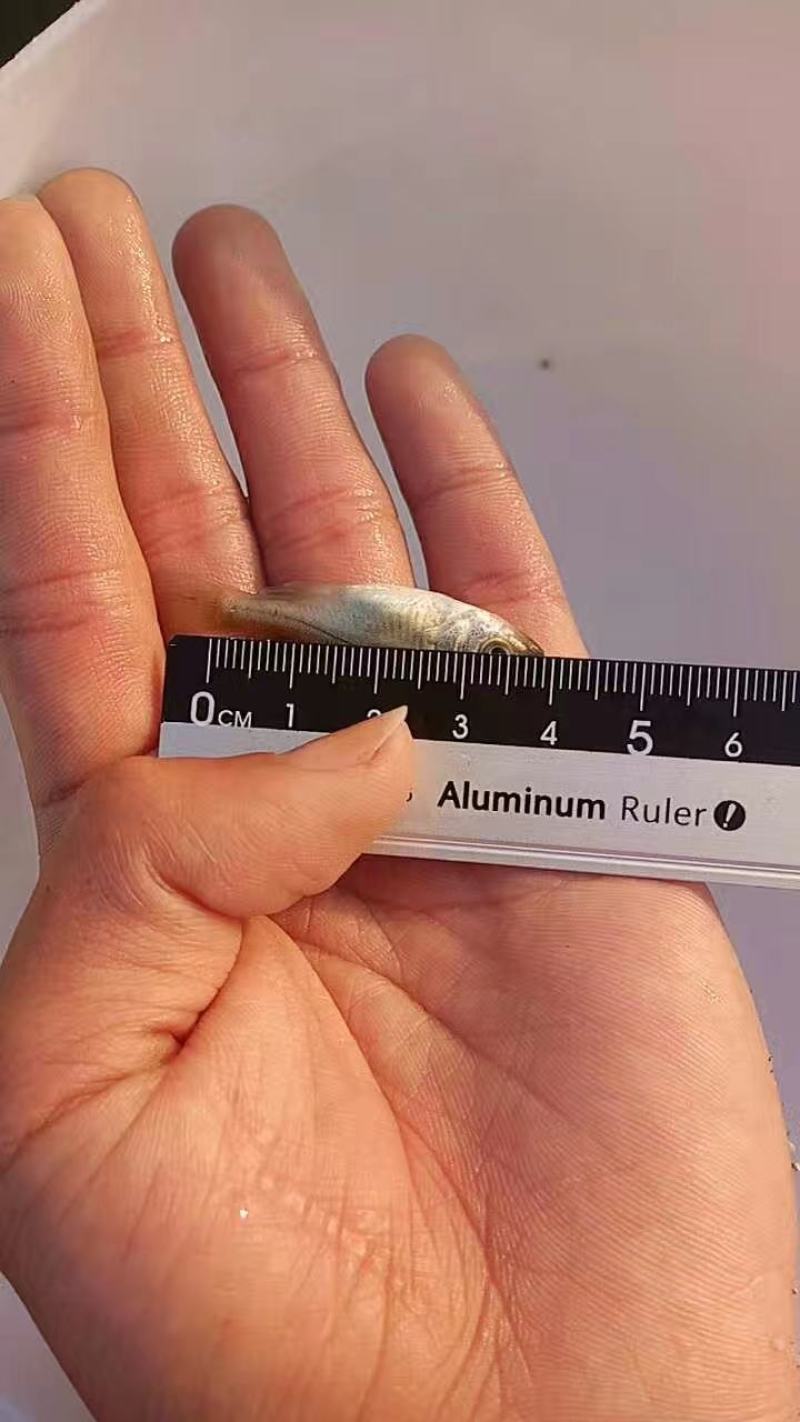 淡水鲈鱼苗七星鲈鱼苗海鲈鱼苗海水鲈鱼苗水库池塘