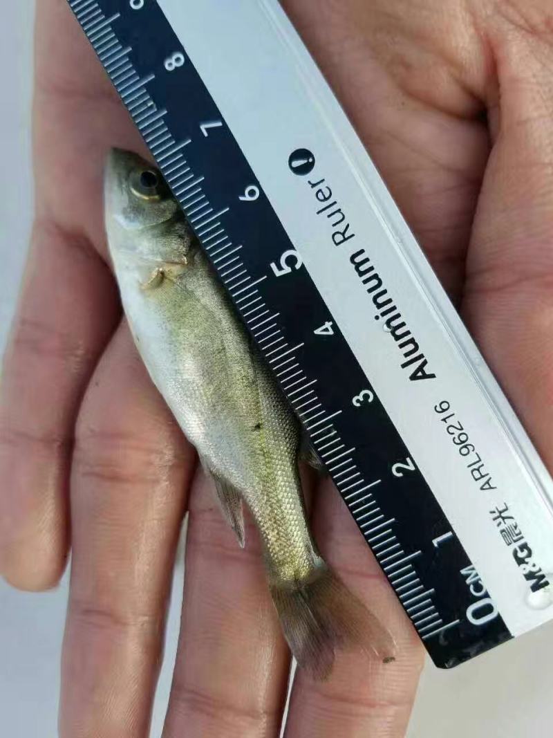 淡水鲈鱼苗七星鲈鱼苗海鲈鱼苗海水鲈鱼苗水库池塘