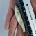 淡水鲈鱼苗七星鲈鱼苗海鲈鱼苗海水鲈鱼苗水库池塘