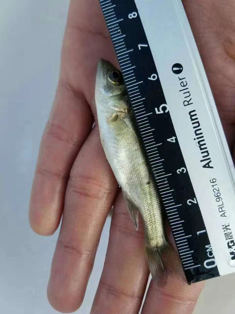 淡水鲈鱼苗七星鲈鱼苗海鲈鱼苗海水鲈鱼苗水库池塘