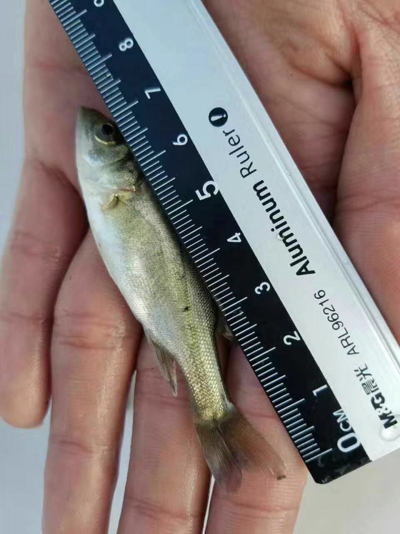 淡水鲈鱼苗七星鲈鱼苗海鲈鱼苗海水鲈鱼苗水库池塘