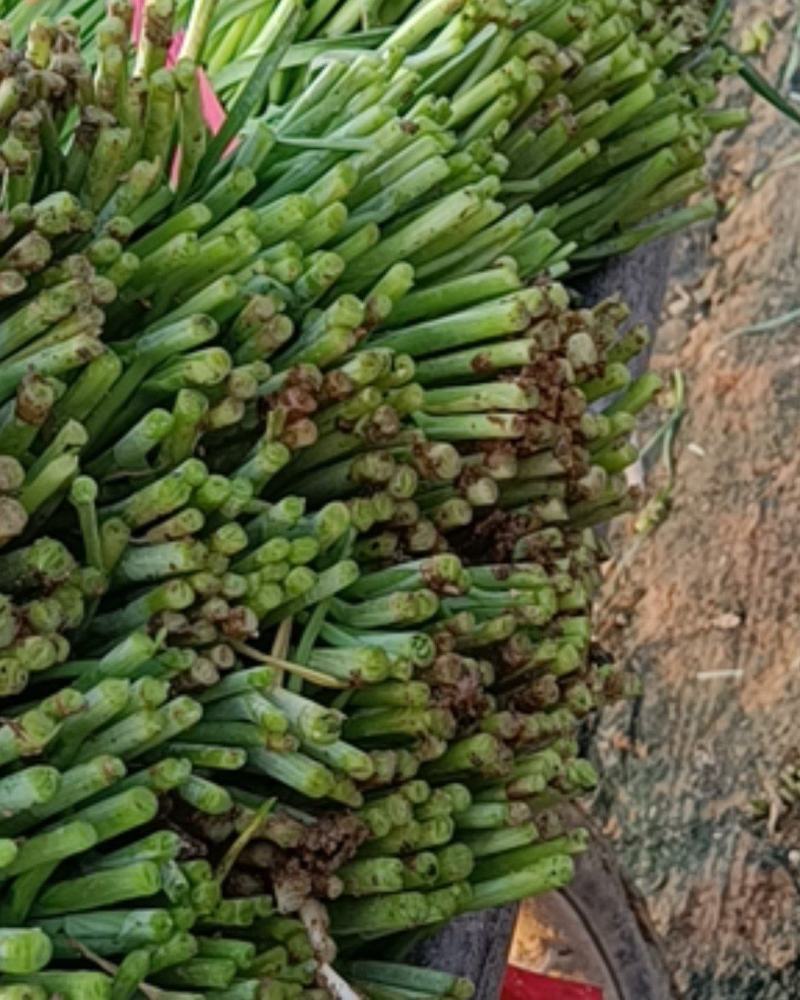韭菜二道大量上市供应