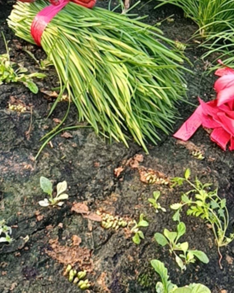 韭菜二道大量上市供应