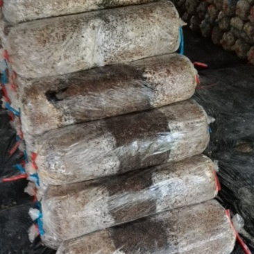 平菇，出菇菌棒，大量出售