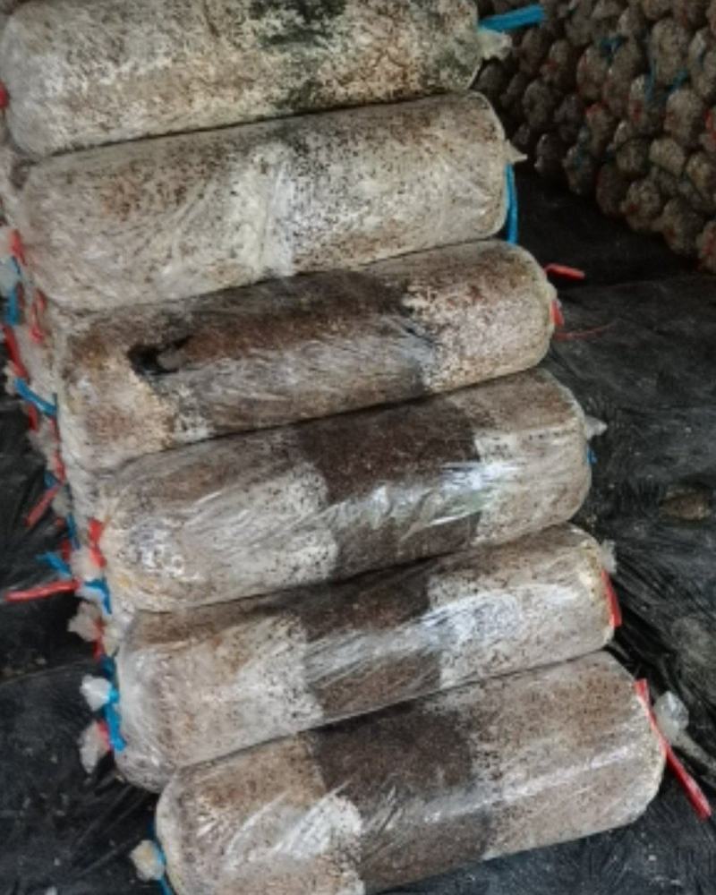 平菇，出菇菌棒，大量出售