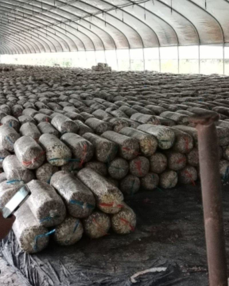平菇，出菇菌棒，大量出售
