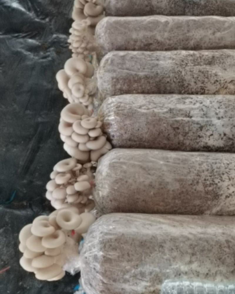 平菇，出菇菌棒，大量出售