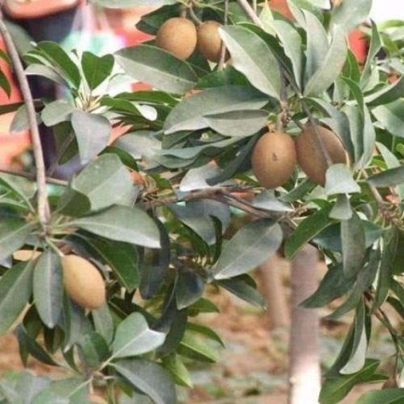 人心果树苗水果树苗庭院种植苗