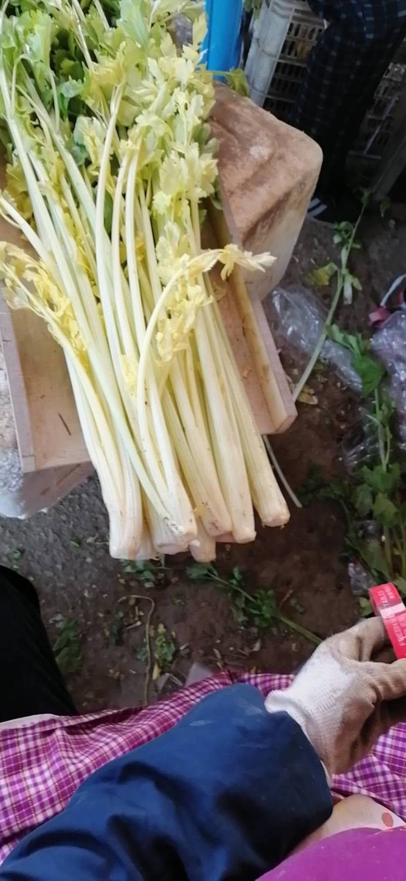 【品质保障】马家沟芹菜大棚芹菜可视频看货欢迎电话联系