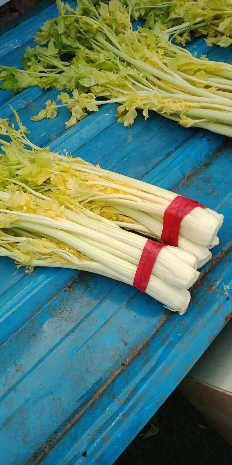 【品质保障】马家沟芹菜大棚芹菜可视频看货欢迎电话联系