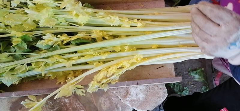 【品质保障】马家沟芹菜大棚芹菜可视频看货欢迎电话联系