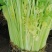 【品质保障】马家沟芹菜大棚芹菜可视频看货欢迎电话联系