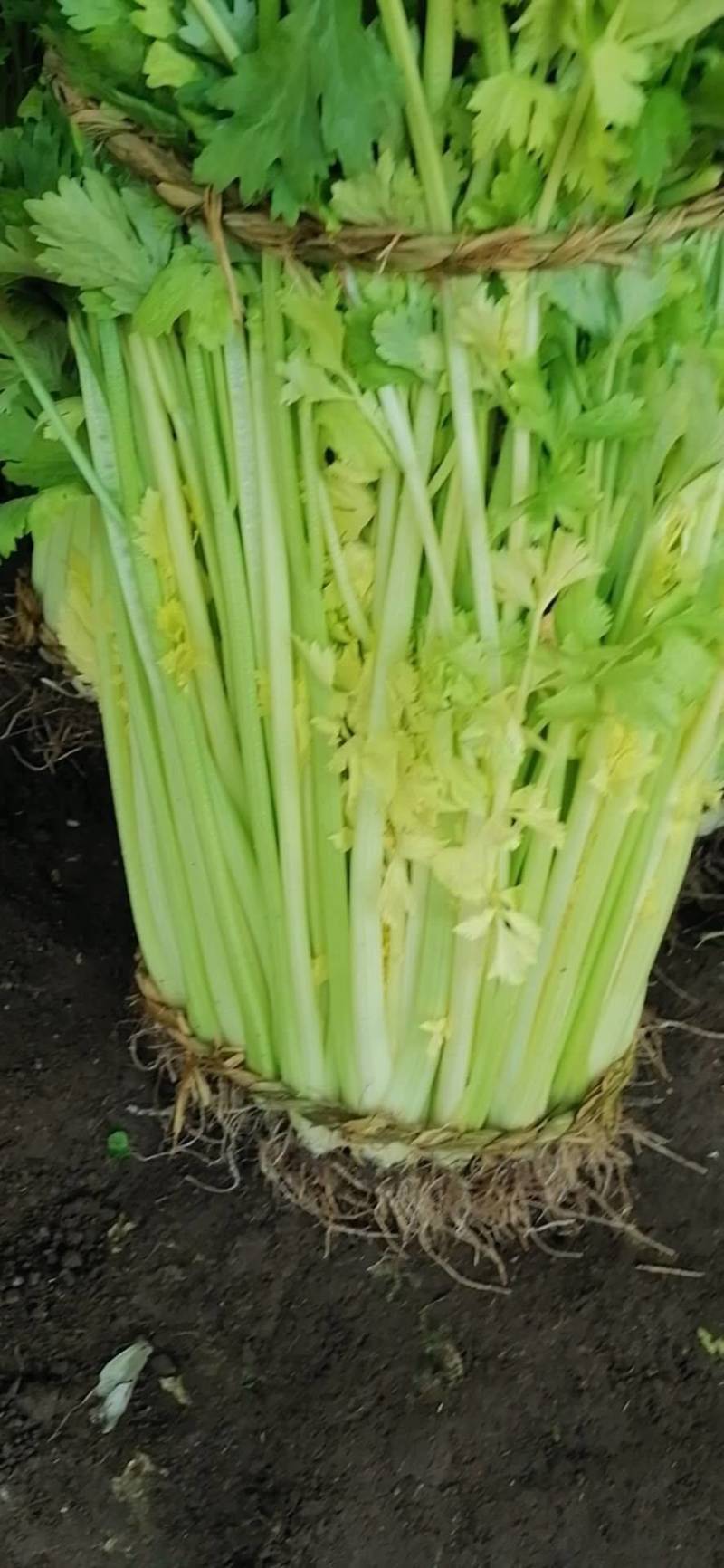 【品质保障】马家沟芹菜大棚芹菜可视频看货欢迎电话联系