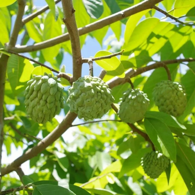 凤梨释迦果树苗正宗佛陀果树苗