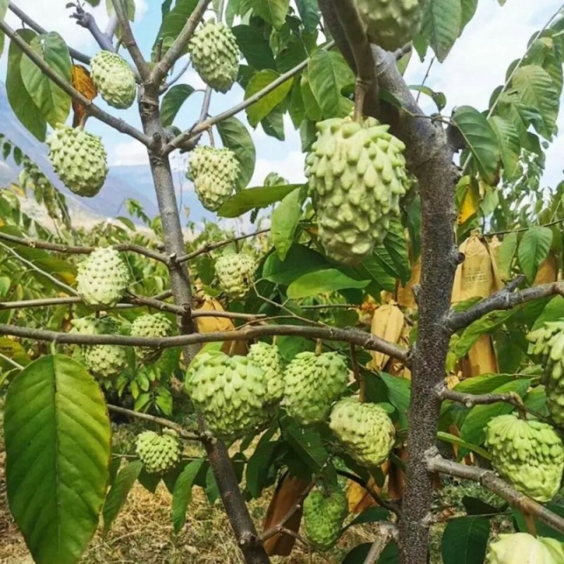 凤梨释迦果树苗正宗佛陀果树苗